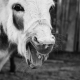 Image for article titled This Funny Face is Actually Essential to Mammals' Sex Lives